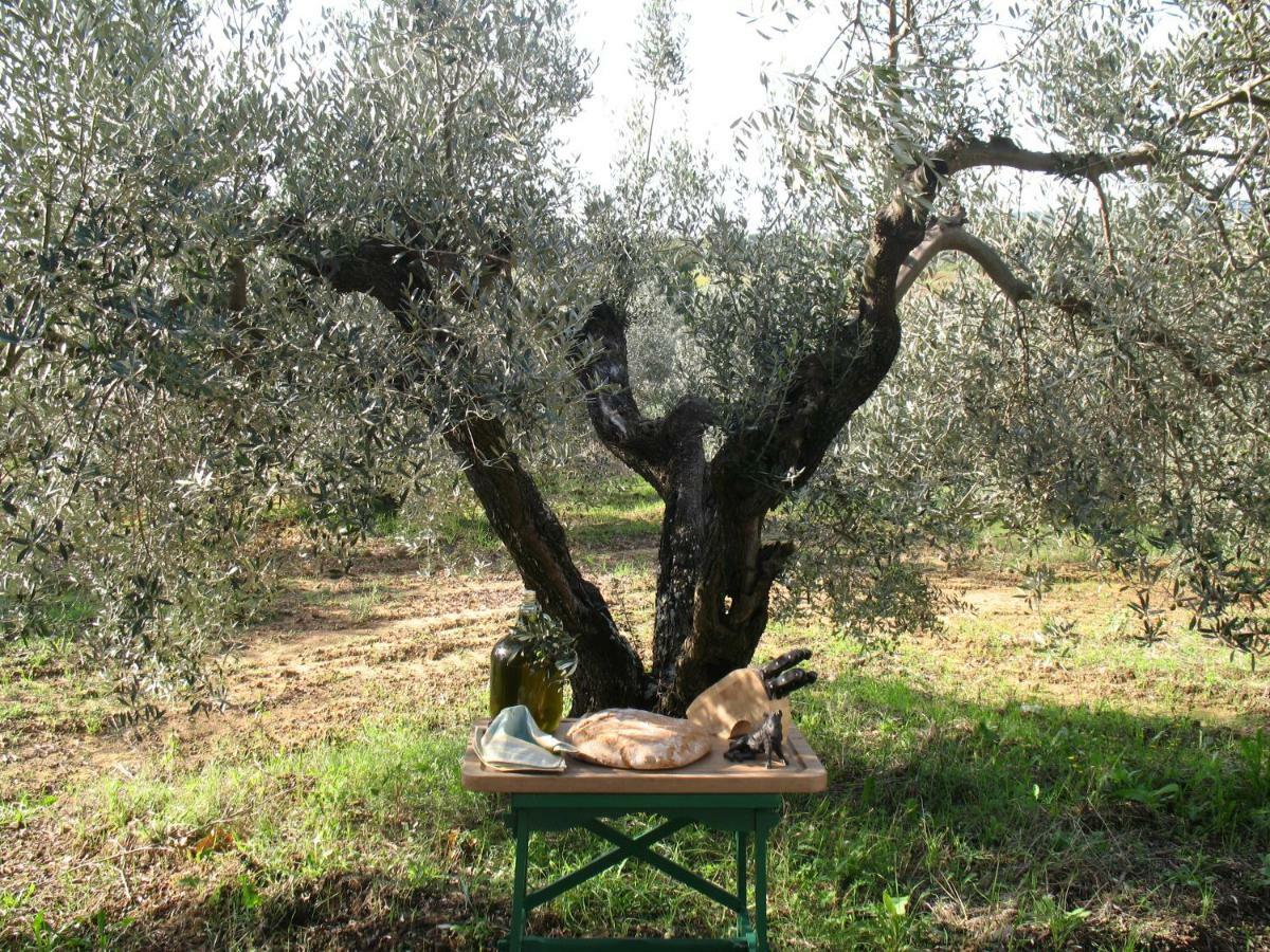 Agriturismo Le Cerbonche Rosignano Marittimo Dış mekan fotoğraf